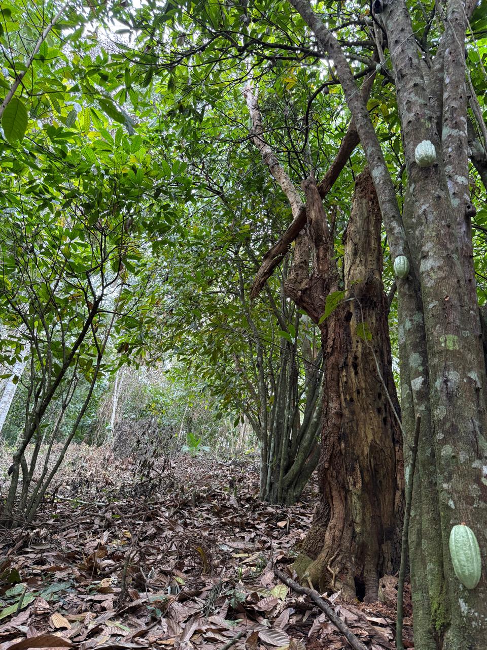 Foto 4 - Terreno Produtivo com Cacau