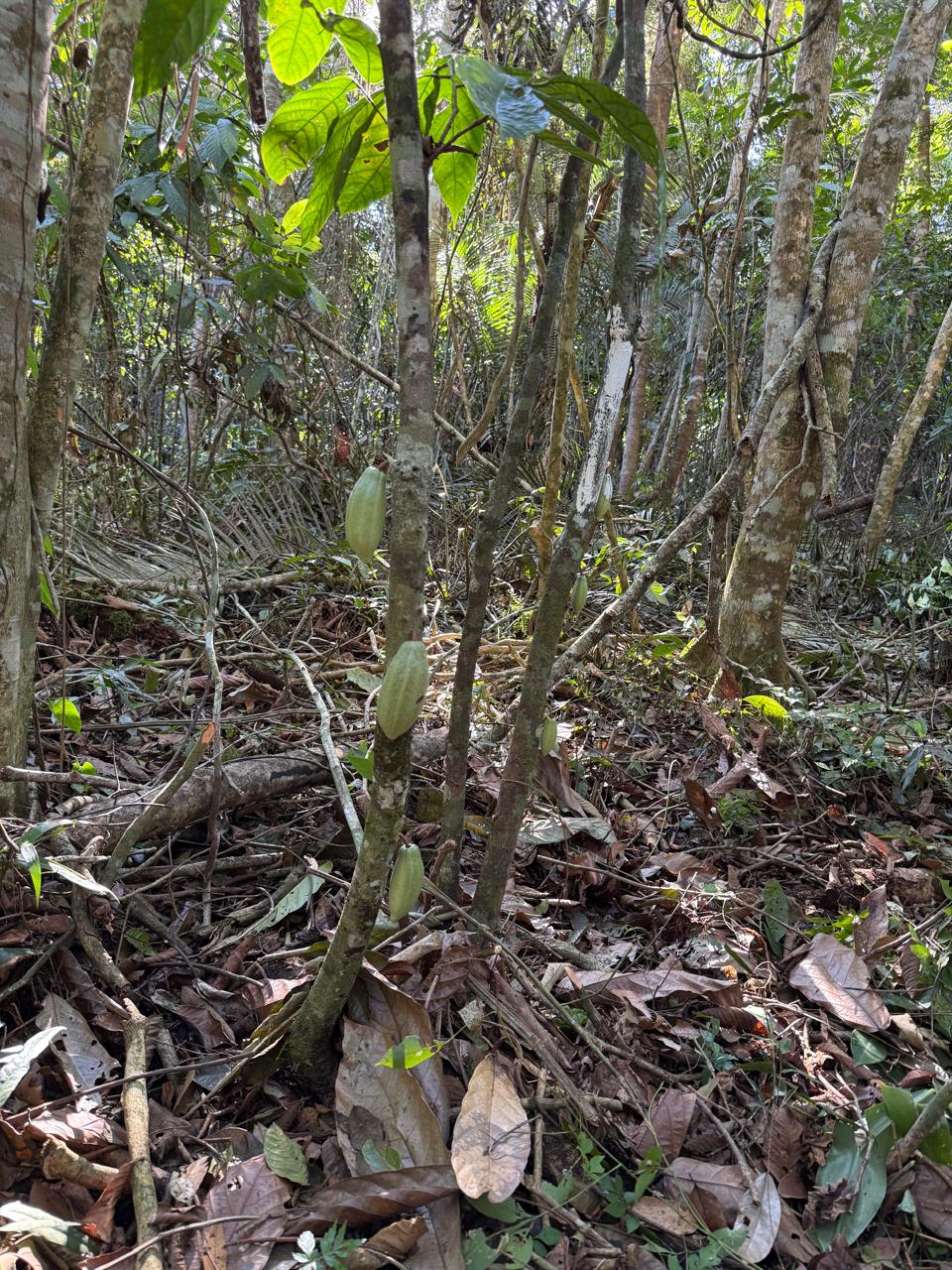 Foto 3 - Terreno Produtivo com Cacau